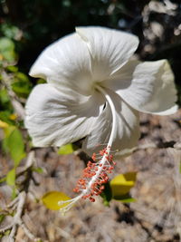 Close-up of honey bee on flower