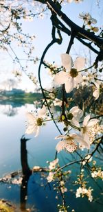 Close-up of cherry blossoms in spring