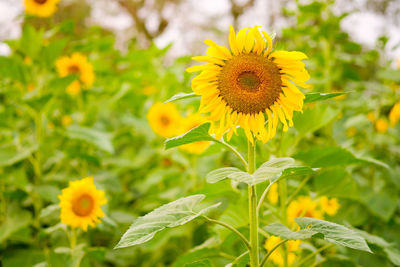 Close-up of yellow flowering plant on field