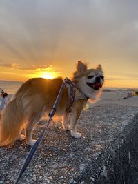 Dog on beach during sunset