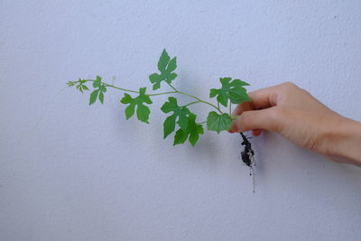 Midsection of person holding plant against white wall