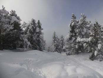 Trees on snow covered field against sky