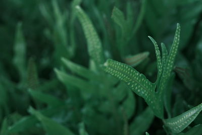 Close-up of raindrops on plant