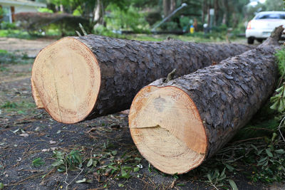 Close-up of logs on wood in field