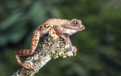 Close-up of lizard