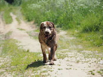 Portrait of dog standing on field