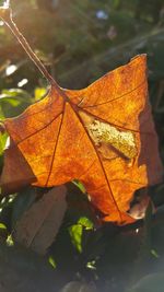 Close-up of yellow maple leaves