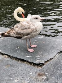 High angle view of duck in lake