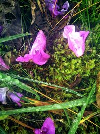 High angle view of purple crocus flowers on field