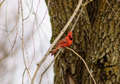 Bird perching on branch