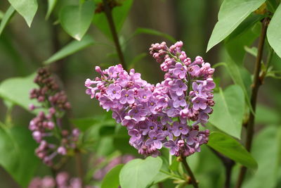 Close-up of pink flowering plant