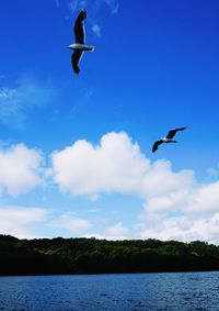 Seagull flying over lake