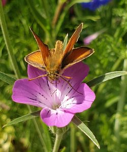 Close-up of butterfly pollinating on purple flower