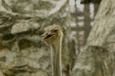 Close-up of a bird