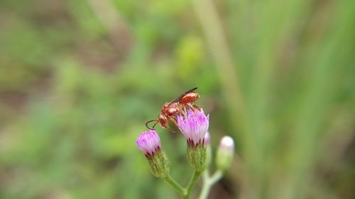 Close-up of insect on purple flower