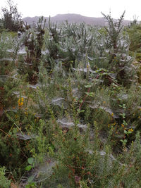 Plants growing on land