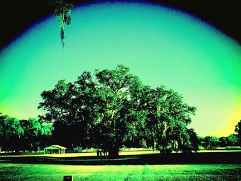 Low angle view of trees against clear sky