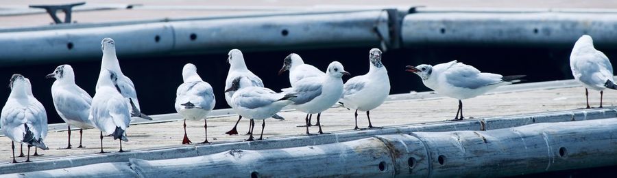 Seagulls perching on railing
