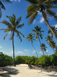 Palm trees by swimming pool against sky