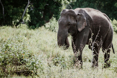 View of elephant at field