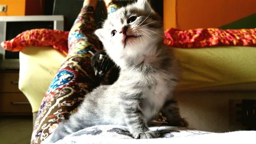 Close-up of cat on bed at home