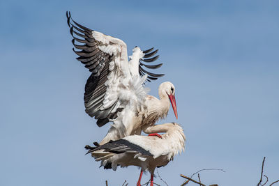 White stork mating