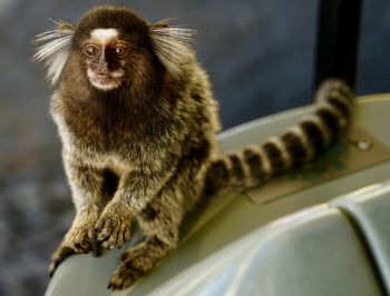 Monkey sitting on a car