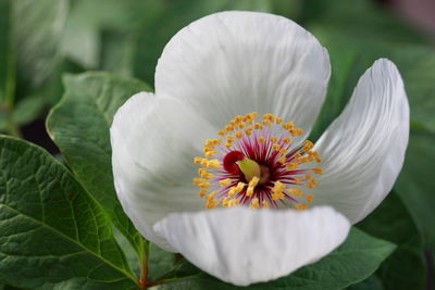 Close-up of white flower