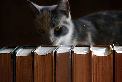 Close-up portrait of cat