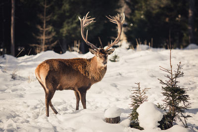 Deer standing on snow covered field