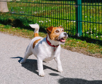 A small jack russell terrier dog walking with his owner in a city alley. outdoor pets