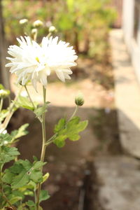 Close-up of white flowering plant