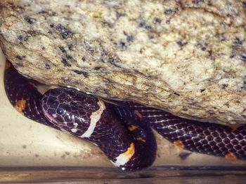 Close-up of lizard