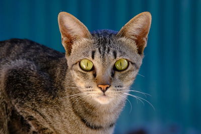 Close-up portrait of a cat