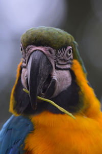 Close-up of a parrot