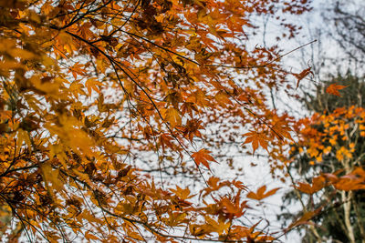 Low angle view of tree during autumn