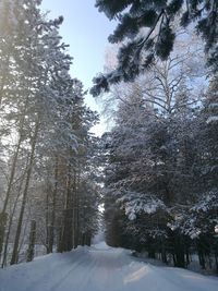 Low angle view of trees against sky during winter