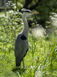 Bird perching on a field