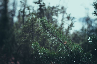 Close-up of pine tree