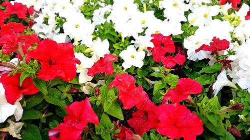 Close-up of red flowers blooming outdoors