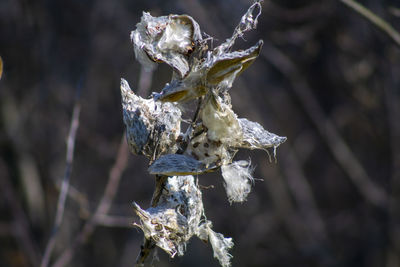 Close-up of frozen dry leaves