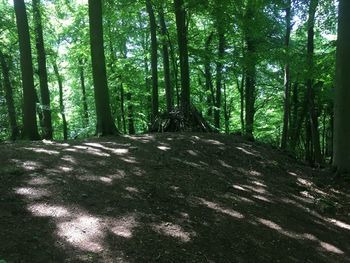 Trees growing in forest