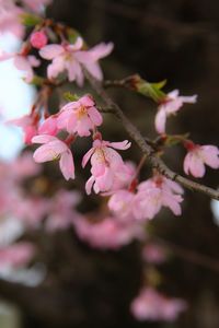 Close-up of pink flowers