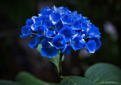 Close-up of purple flowers blooming outdoors