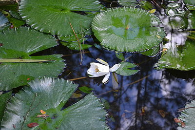 High angle view of water lily in lake