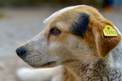 Close-up of dog looking away