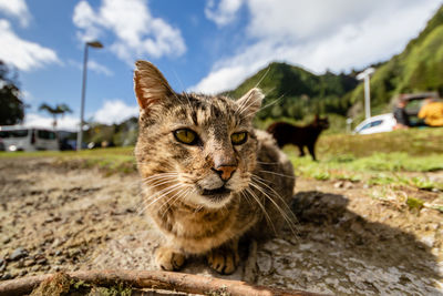 Portrait of a cat on field