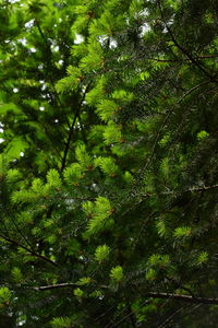 Low angle view of trees in forest