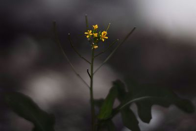 Close-up of flowering plant
