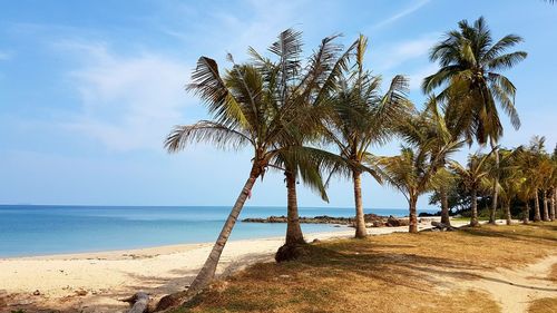 Palm trees on beach against sky